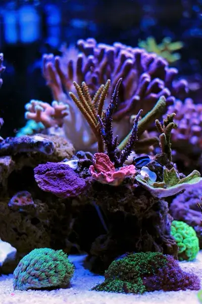 depositphotos_176349704-stock-photo-coral-reef-aquarium-tank