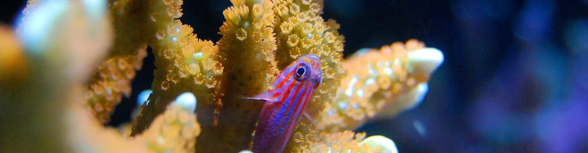 Goby